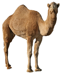 جمل
