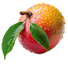 مانجو