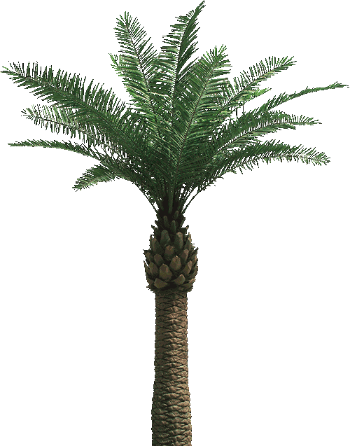 كرمة
